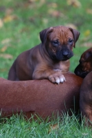 Rhodesian Ridgeback Puppies 2016