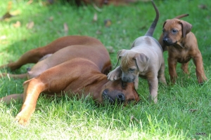 Rhodesian Ridgeback Puppies 2016